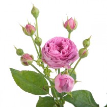 Peony-shaped rose 