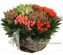 Basket of tulips 